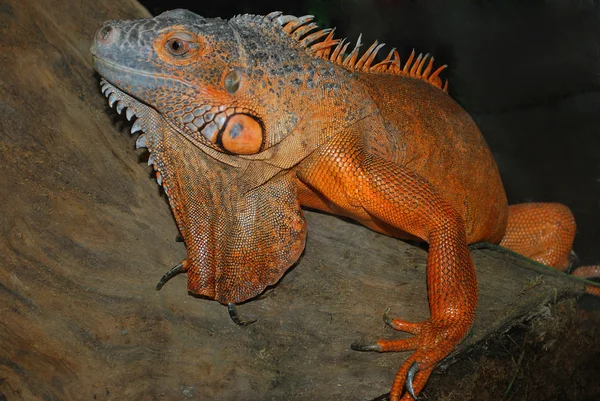 Reptiles.Iguana — Stock Fotó