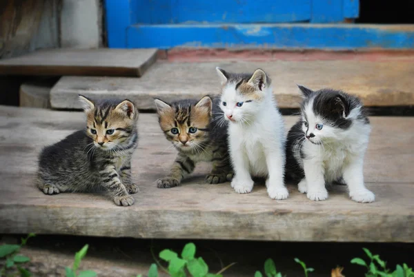 Чотири смішні кошеня Стокова Картинка