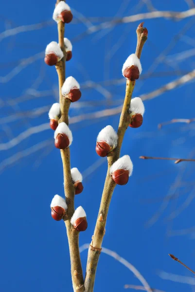 Willow branches — Stock Photo, Image