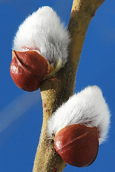 Willow branches — Stock Photo, Image