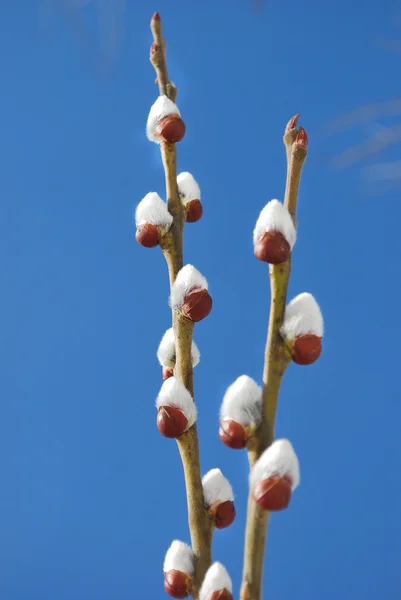 Willow branches — Stock Photo, Image