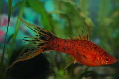 kadın swordtail Doğum verilmesi