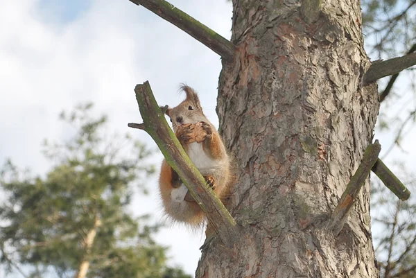 Eichhörnchen — Stockfoto