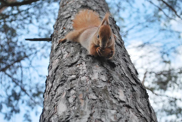 Eichhörnchen — Stockfoto