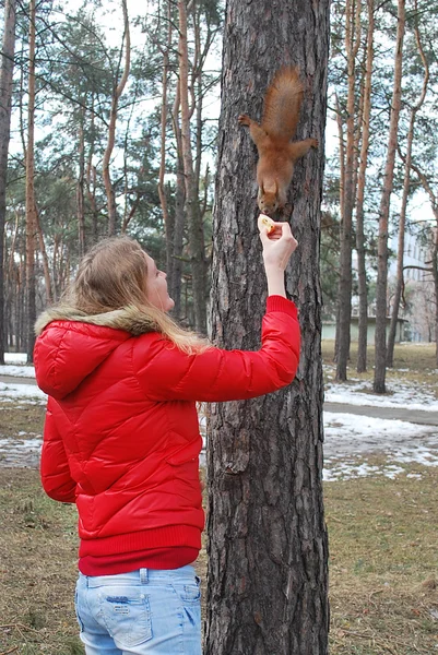 Mädchen füttert ein Eichhörnchen — Stockfoto