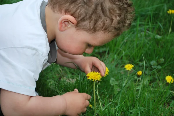 Boy wants to smell the dandelions — Stock Photo, Image