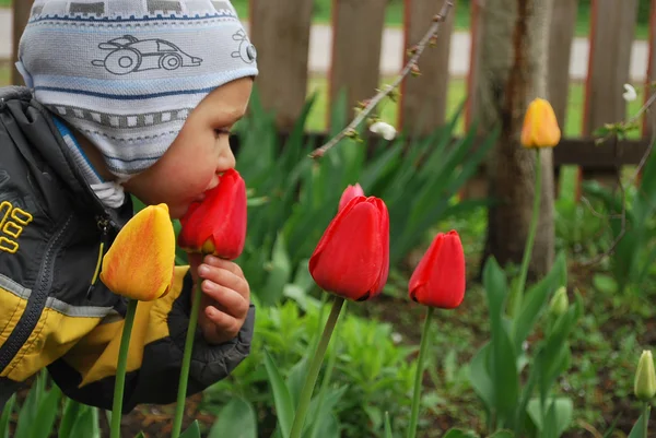 Boy smelling tulip Royalty Free Stock Photos