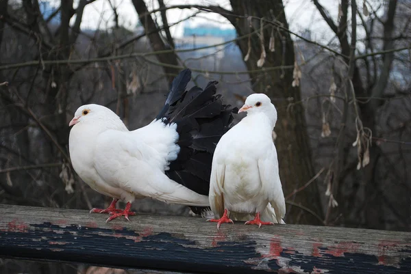 En el parque, sentado en una rama perca par de palomas — Foto de Stock