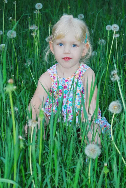 Uma menina está sentada na grama alta e flores dandelio — Fotografia de Stock