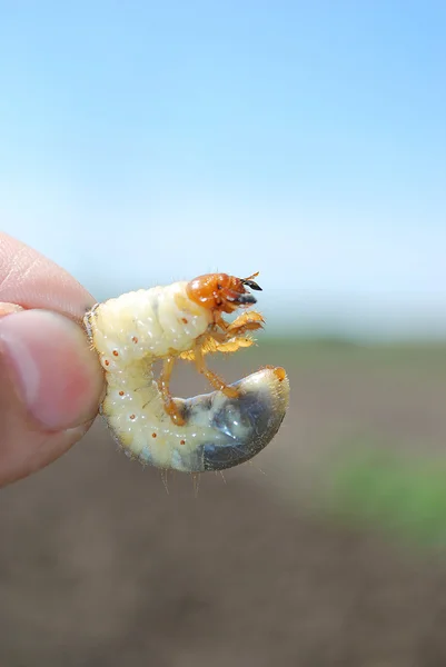May beetle larva. — Stock Photo, Image