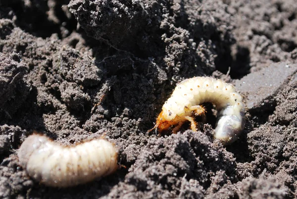 May beetle larva. — Stock Photo, Image