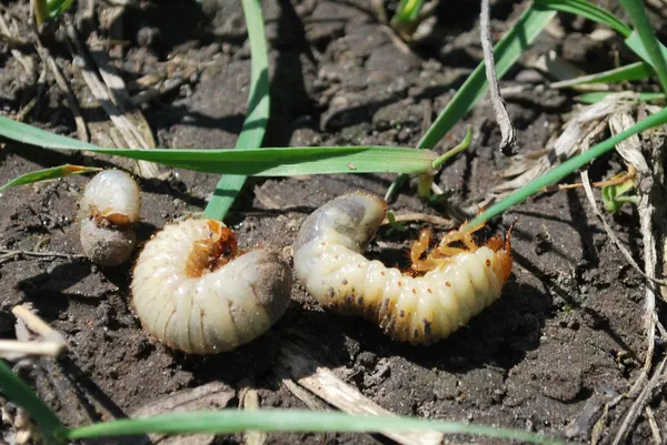 Larva жука травня . Стокове Зображення