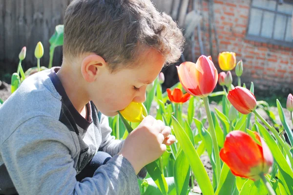 I trädgården, sitter nära tulpanerna lilla pojke lukta flöde — Stockfoto