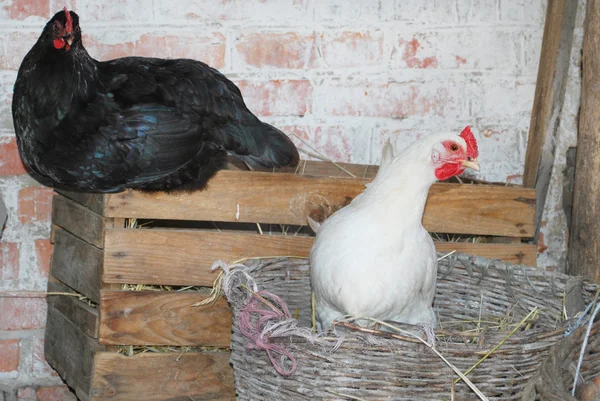 Im Dorf, zwei Hühner, eines im Korb mit Binsen, und — Stockfoto