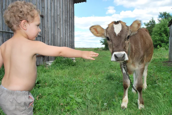 Il ragazzo e il vitello — Foto Stock