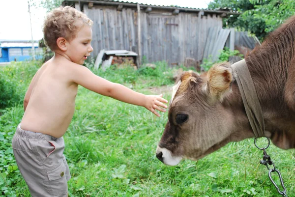 El niño y el ternero — Foto de Stock