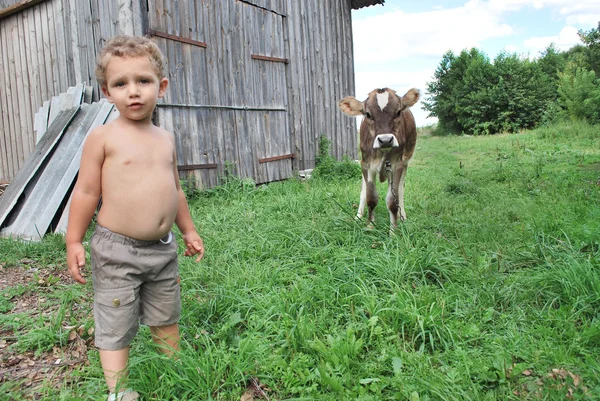 Der Junge und das Kalb — Stockfoto