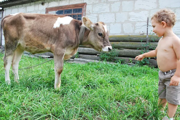 The boy and the calf — Stock Photo, Image