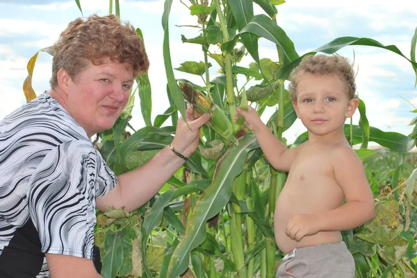 De tuin, de grootmoeder met haar kleinzoon verzamelen van maïs. — Stockfoto