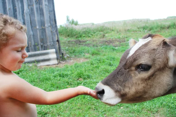 The boy and the calf — Stock Photo, Image