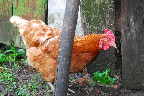 Huhn — Stockfoto