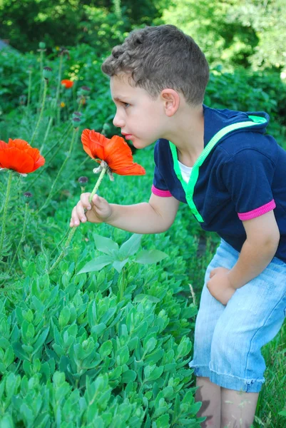 Un garçon se tient près des fleurs coquelicots . — Photo