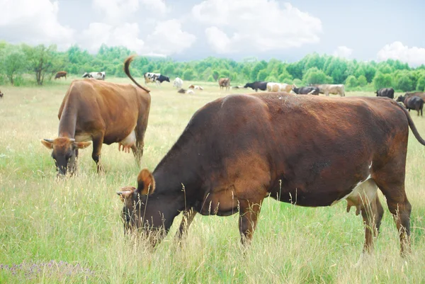 Le mucche pascolano nel prato . — Foto Stock