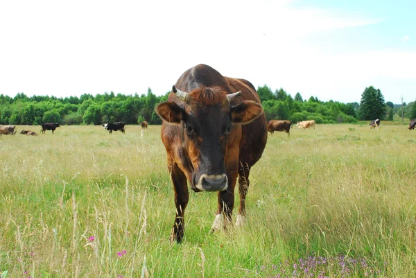 Las vacas pastan en el prado . — Foto de Stock