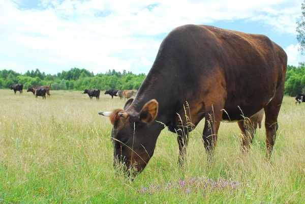 Las vacas pastan en el prado . — Foto de Stock