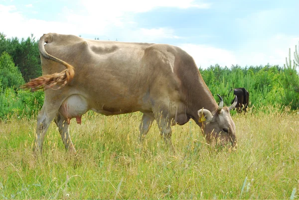 Las vacas pastan en el prado . — Foto de Stock