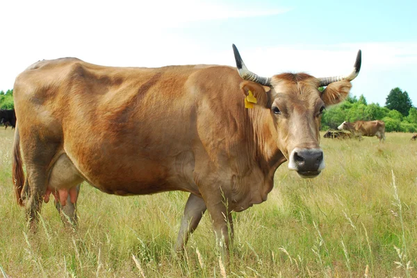 ? koeien grazen in de Wei. — Stockfoto