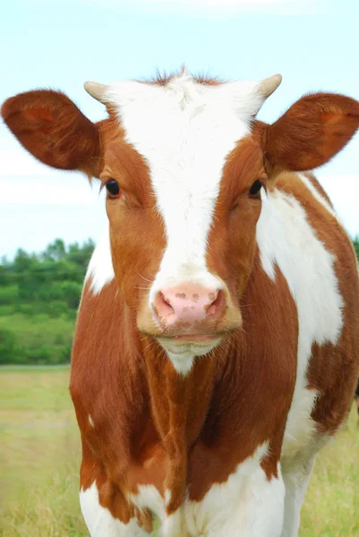 Сcows graze in the meadow. — Stock Photo, Image