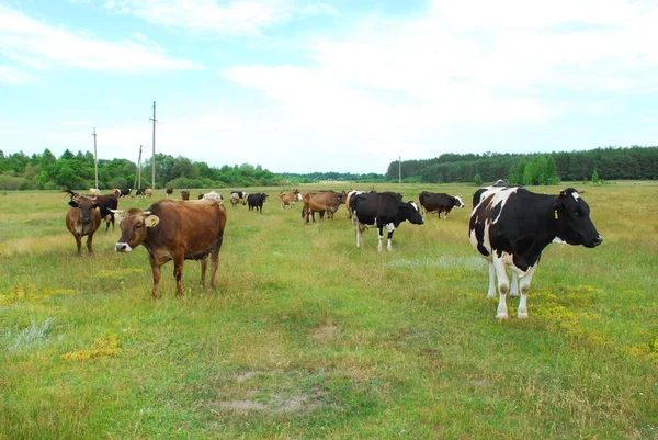 Las vacas pastan en el prado . — Foto de Stock