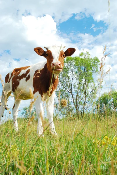 Le mucche pascolano nel prato . — Foto Stock