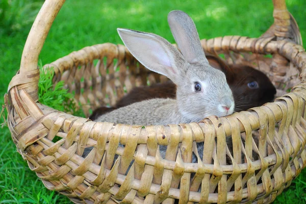 Los conejos están sentados en la cesta —  Fotos de Stock