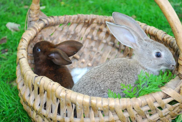 Кролики сидять у кошику — стокове фото