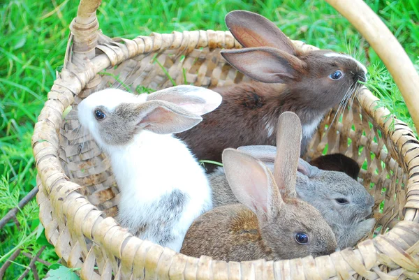 토끼는 바구니에 앉아 있다 — 스톡 사진