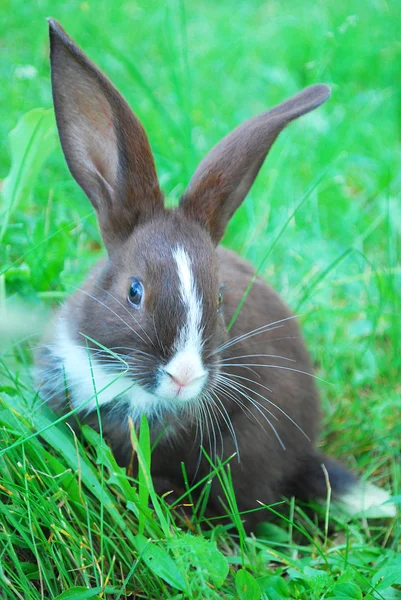 Pequeño conejo blanco y negro sentado en la hierba . —  Fotos de Stock