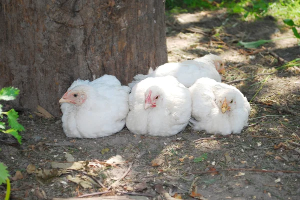 Cuatro polluelos blancos sentados en la hierba cerca del árbol . —  Fotos de Stock