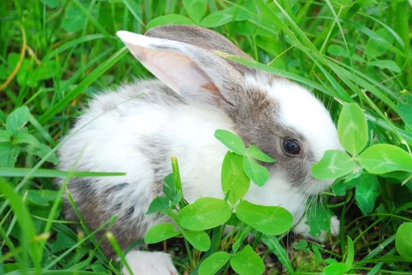 Mały królik czarno-białe, siedząc na trawie. — Zdjęcie stockowe