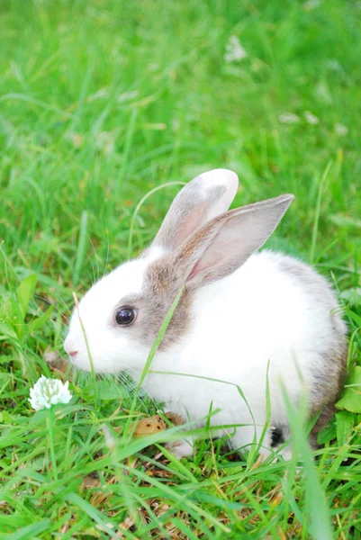 Pequeño conejo gris y blanco sentado en la hierba . —  Fotos de Stock