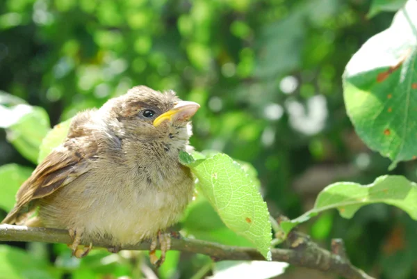 在花园里，坐在一只小雏鸟麻雀的一个分支 — 图库照片