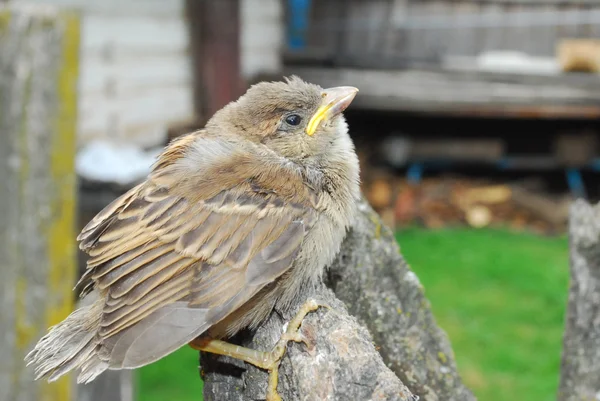 In the garden, sitting on a branch of a small nestling sparrow — Stock Photo, Image