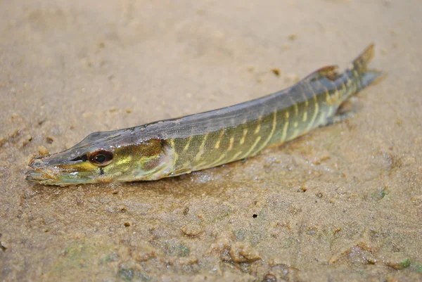 Pike liggend op het zand. — Stockfoto