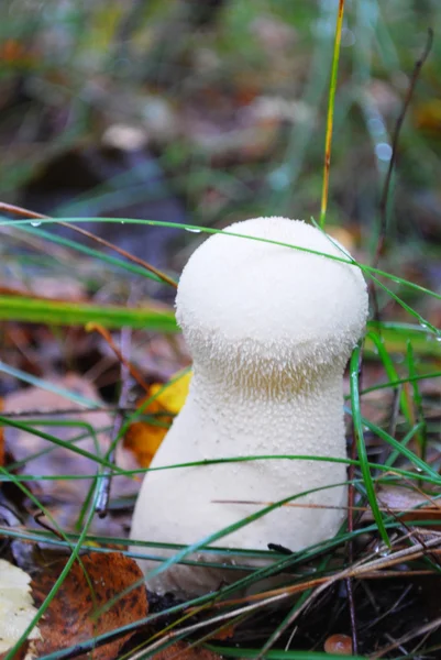 In the forest mushrooms grow — Stock Photo, Image