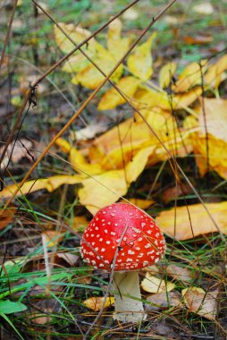 amanita bir çam ağacının altında büyüyen.