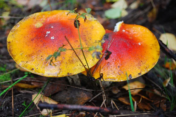 Amanita growing under a pine tree. — Stock Photo, Image