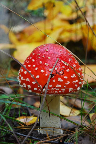 Amanita growing under a pine tree. — Stock Photo, Image