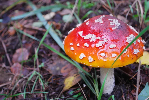 Amanita bir çam ağacının altında büyüyen. — Stok fotoğraf