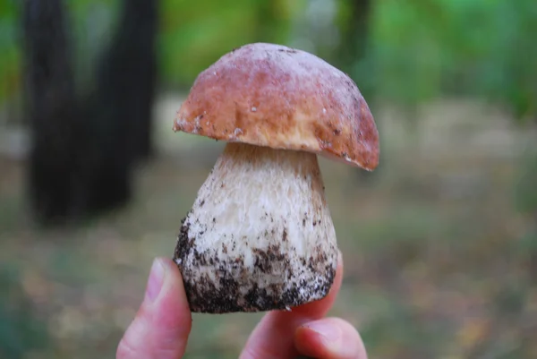 Boletus κρατάτε στο χέρι σας. — Φωτογραφία Αρχείου